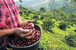 تاثیر ارتفاع محل کشت بر کیفیت قهوه عربیکا