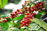 درخت قهوه شروعی از مزرعه
