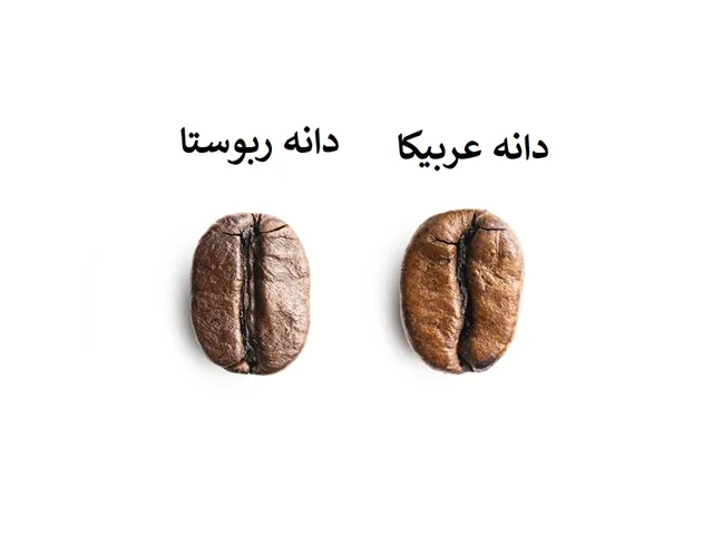 تفاوت های دانه عربیکا و ربوستا